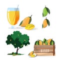 Set of mango -