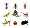 Set of many beautiful insects on a white background