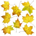 Set of many colorful autumn fall maple leaves, isolated on white background. Royalty Free Stock Photo