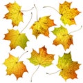 Set of many colorful autumn fall maple leaves, isolated on white background. Royalty Free Stock Photo