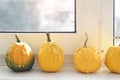 Set of many different small mini warty yellow decorative pumpkins on white windowsill at home interior. Halloween house Royalty Free Stock Photo