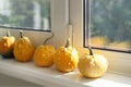 Set of many different small mini warty yellow decorative pumpkins on white windowsill at home interior. Halloween house Royalty Free Stock Photo