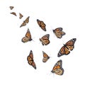 Set of many flying fragile monarch butterflies on background Royalty Free Stock Photo