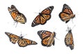 Set of many flying fragile monarch butterflies on background