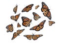 Set of many flying fragile monarch butterflies on background Royalty Free Stock Photo