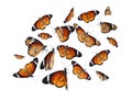 Set of many flying painted lady butterflies on background