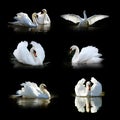 Set of many swan. Wildlife animal on black background