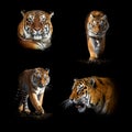 Set of many tiger. Wildlife animal on black background