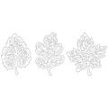 Set of maple, birch and hawthorn leaves. Black Kuta with scribbles inside on a white isolated background. Contours