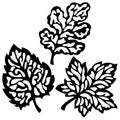 Set of maple, birch and hawthorn leaves. Black silhouette with scribbles inside on a white background