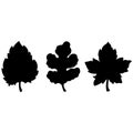 Set of maple, birch and hawthorn tree leaves. Black silhouettes. Flat style. Contours are suitable for decoration of clothes