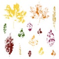 set of maple and birch leaf prints in color