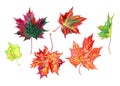 Set of maple leaves, watercolor illustration on Royalty Free Stock Photo