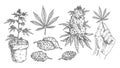 Set Marijuana. Buds, hand hold leaf, plant in pot. Vintage black vector engraving