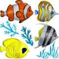 Set of marine fish isolated on white background Royalty Free Stock Photo