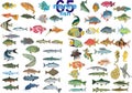 Set - 65 marine fish.