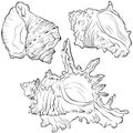 Set of marine spiked shells of various shapes line art