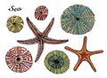 Set of marine theme. Sea shells. Different seashells,starfish on white background . Illustration Sketch style Royalty Free Stock Photo