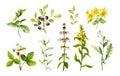 Set of meadow flowers, berries, herbs, wild grass. Botanical watercolor collection Royalty Free Stock Photo