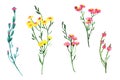 Set of meadow flowers, herbs, grass. Botanical watercolor collection isolated