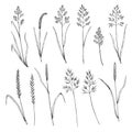 Set of meadow grass. Ink drawing of wild cereals. Vector illustration. Royalty Free Stock Photo