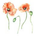 Set of meadow poppies watercolor illustration on white background Royalty Free Stock Photo