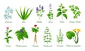 Set of medical green grasses herbs and plants, realistic vector illustration