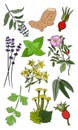 A set of medicinal herbs and plants