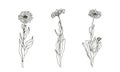 Set of medicinal plant. Black and white calendula vector.