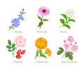 Set of medicinal plants, herbs and flowers Royalty Free Stock Photo