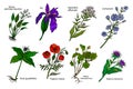 Set of medicinal plants: