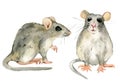 Set of mice isolated on white background, watercolor