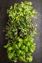 Set of microgreen sprouts of purple and green basil, sunflower, radish on black background. Top view