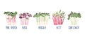 Set Of Microgreens. Pink Radish, Basil And Arugula. Beet, And Sunflower, Sprouts. Healthy Greenery Foods, Vegan