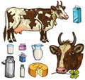 Set of milk food, dairy products, yogurt and cheese, ice cream, bottle, jug, butter and whipped milkshake. cow, can Royalty Free Stock Photo