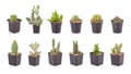 Set of mini cactus in black plastic planting pot isolated on white