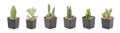 Set of mini cactus in black plastic planting pot isolated on white