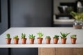 Set of mini cactus and succulent plants in a table. Royalty Free Stock Photo