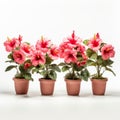 Set Of 3 Miniature Pink Hibiscus In Terracotta Pots
