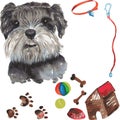 Set - miniature schnauzer dog portrait , as well as accessories Royalty Free Stock Photo