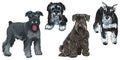 Set Miniature Schnauzer dogs