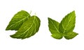 Set of mint green leaves. Peppermint fresh herb vector illustration