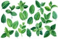 Set of mint leaves on isolated white background, watercolor illustration, peppermint and spearmint