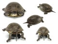 Set of mobile turtle