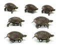 Set of mobile turtle