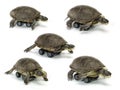 Set of mobile turtle