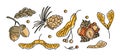 Set of modern bright icons of autumn nuts and seeds. Acorns with leaves, cedar cone, linden seeds, hazelnuts, maple