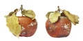 Set of mold growing on the old apple. Isolated on white background photo. Food contamination, bad spoiled disgusting rotten organi