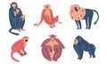 Set of monkeys of different kinds vector illustration