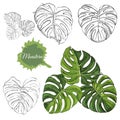 Set with monochrome and colored  monstera leaves and abstract spot. Hand drawn ink sketch isolated on white background Royalty Free Stock Photo